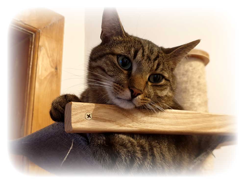 cat1