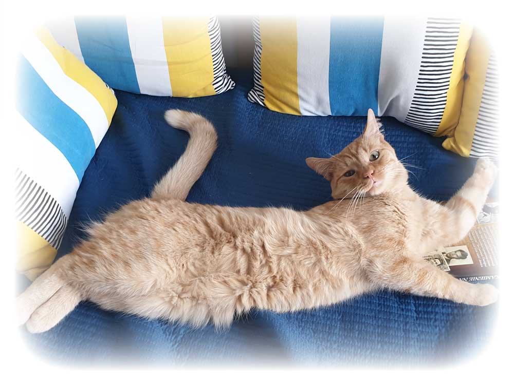 cat1