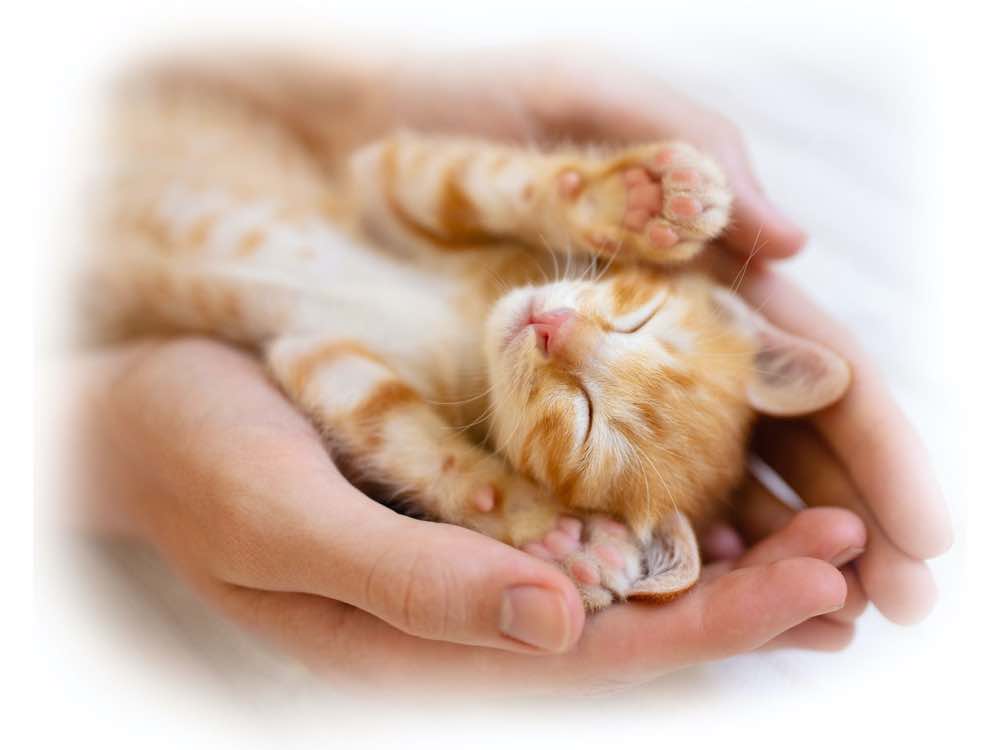 cat2